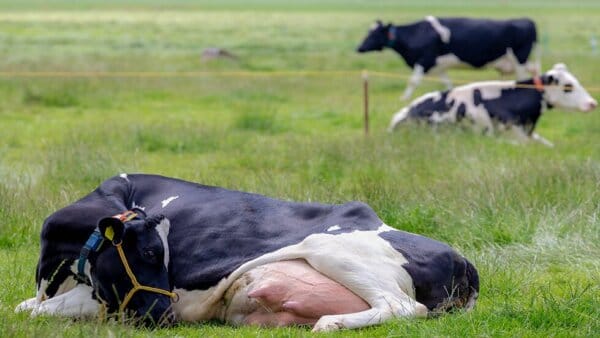 Calciumversorgung und Milchfieber