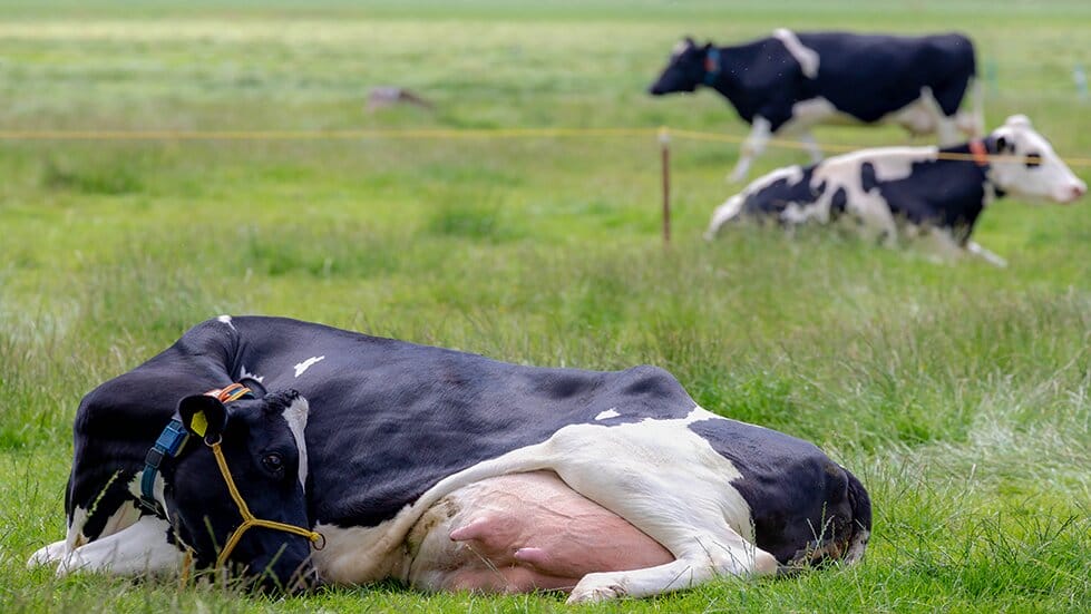 Calciumversorgung und Milchfieber