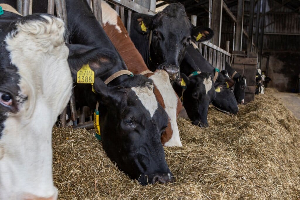 Den Übergang optimal meistern: Mineralstoffe machen den Unterschied💪