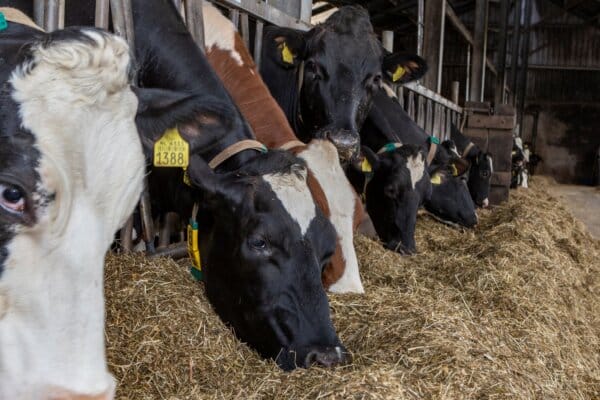 Den Übergang optimal meistern: Mineralstoffe machen den Unterschied💪