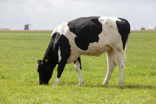 Gesundheitsrisiken auf der Weide vorbeugen