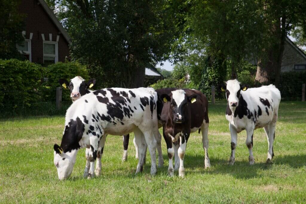 Auslagerung der Färsenaufzucht