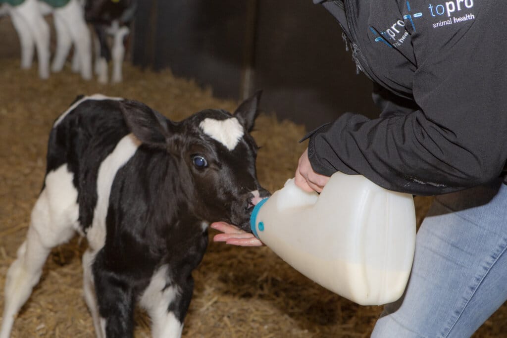 Kolostrum-Management für den richtigen Start