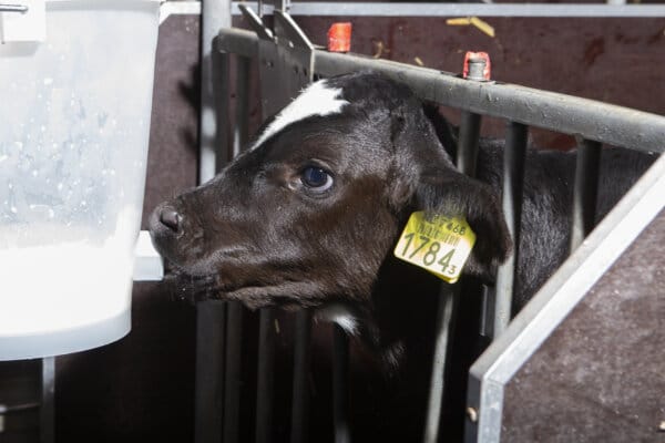 Metabolische Programmierung für höhere Lebensleistung