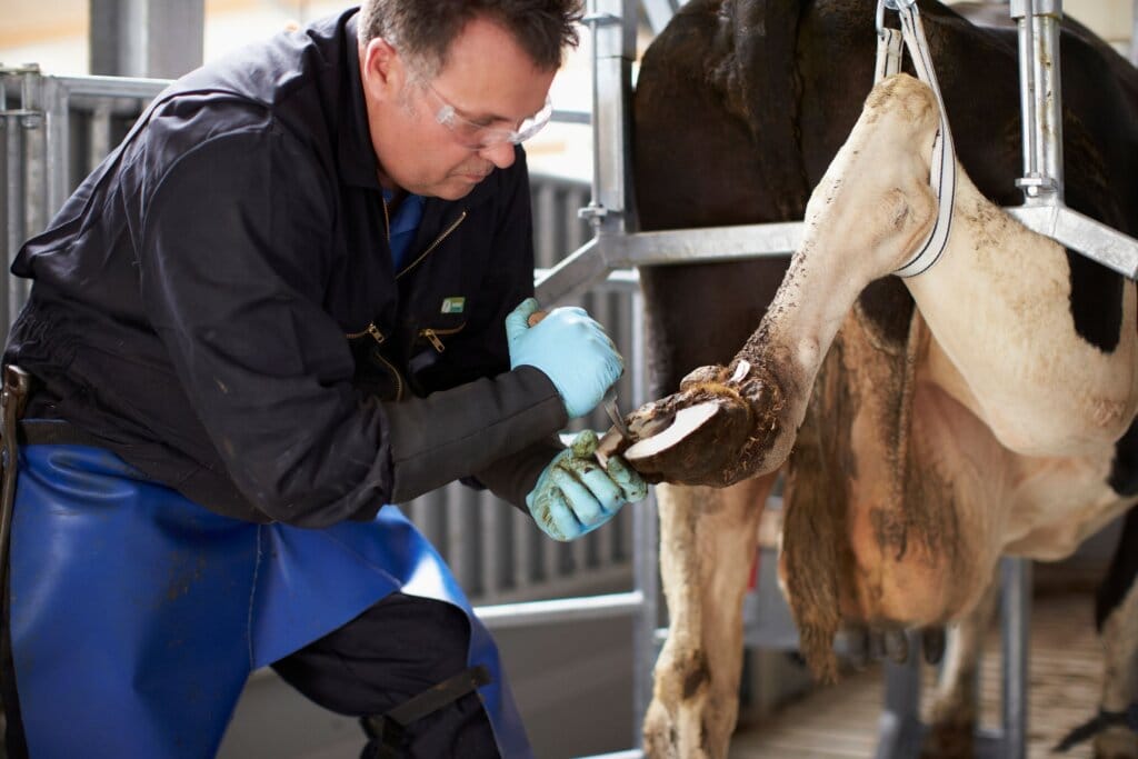 Funktionelle Klauenpflege: Wichtig und Richtig