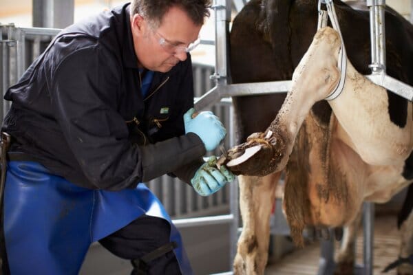Funktionelle Klauenpflege: Wichtig und Richtig