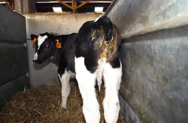 Darmprobleme bei jungen Kälbern