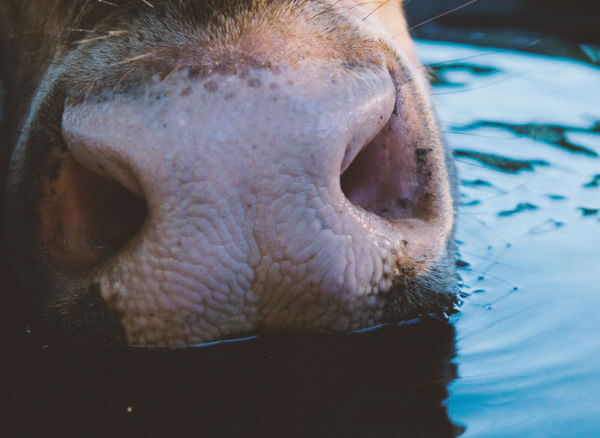 Trinkwasserqualität verdient Aufmerksamkeit