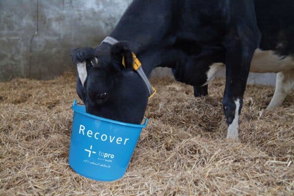 Bessere Vitalität zu Laktationsbeginn mit Topro Recover: Feldversuch