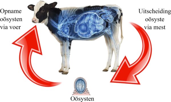 Krypto bei Kälbern in 5 Schritten bekämpfen