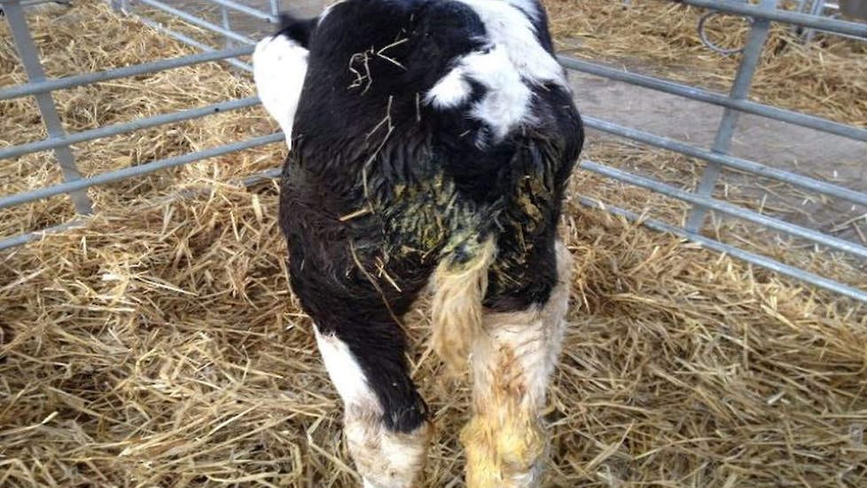 Kälberdurchfall gefährdet lebenslange Leistung