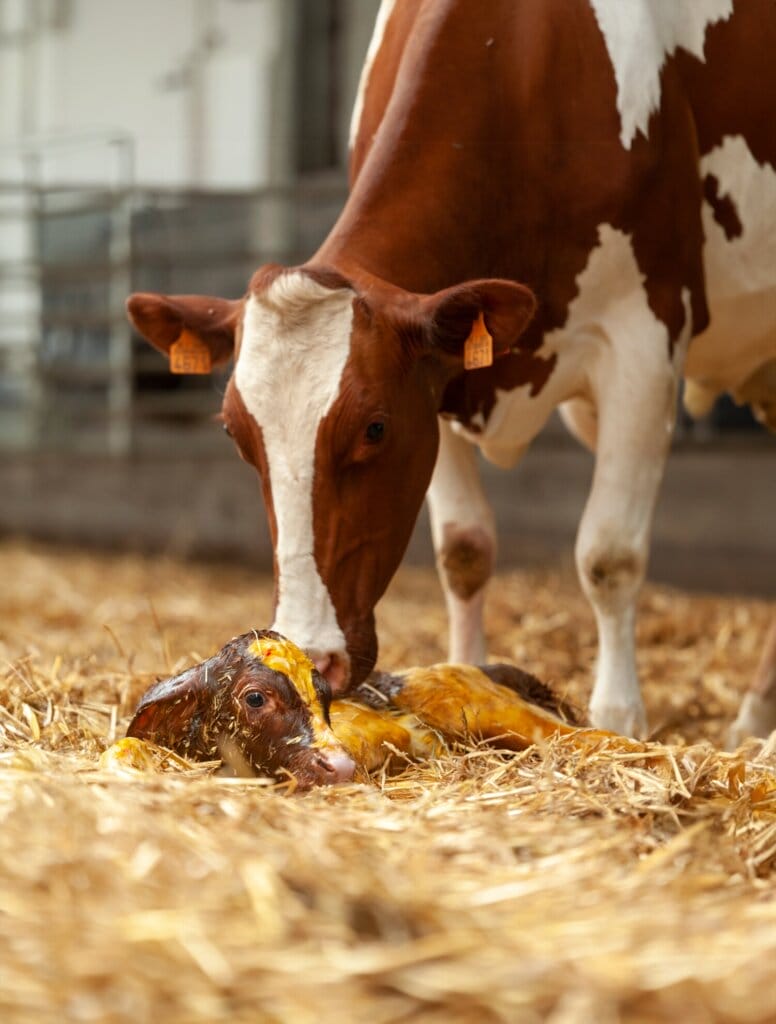 Höhere Milchleistung durch Calcium Bolus: Feldversuch