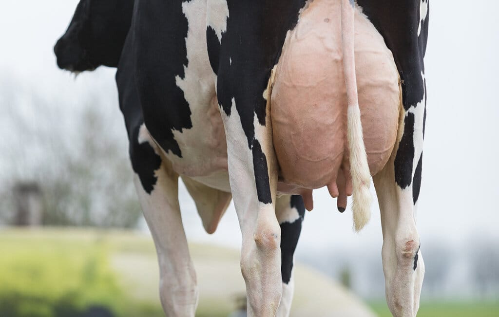 Euterentzündungen – Frühzeitig erkennen und handeln