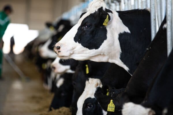 Besserer Übergang in die Laktation durch Dry Mineral Bolus: Feldversuch
