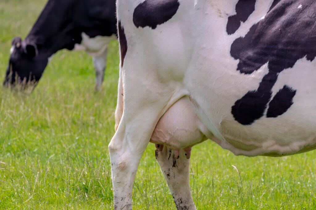 Wie wirkt der Knoblauch-Bolus?